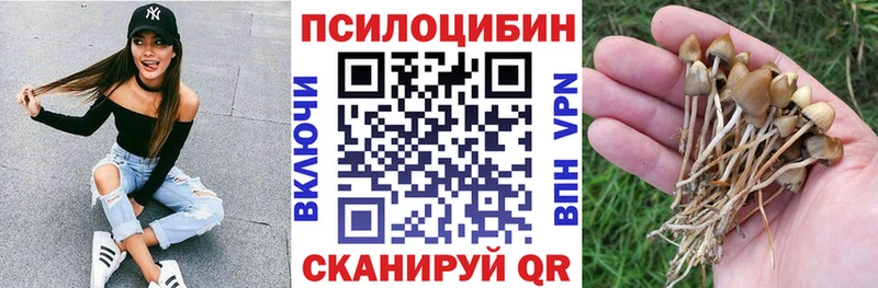 Купить где  Сургут  Галлюциногенные грибы Cubensis 